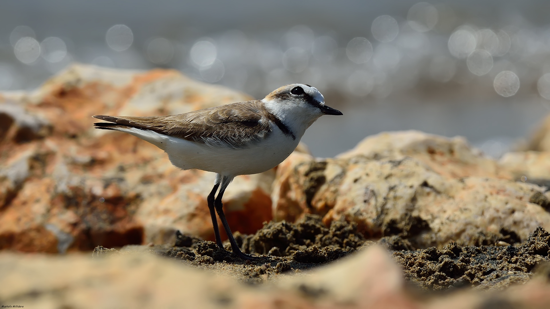 Akça cılıbıt » Kentish Plover » Charadrius alexandrinus