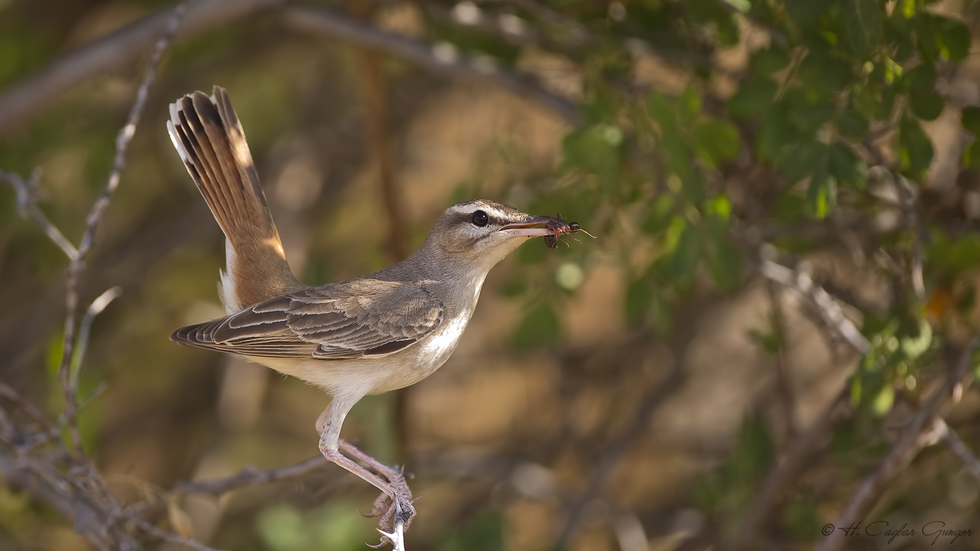 Çalıbülbülü » Rufous-tailed Scrub Robin » Cercotrichas galactotes