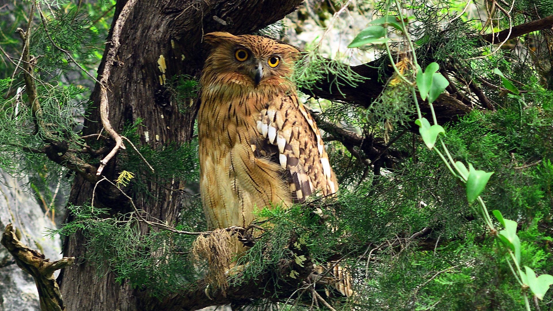 Balık baykuşu » Brown Fish Owl » Ketupa zeylonensis