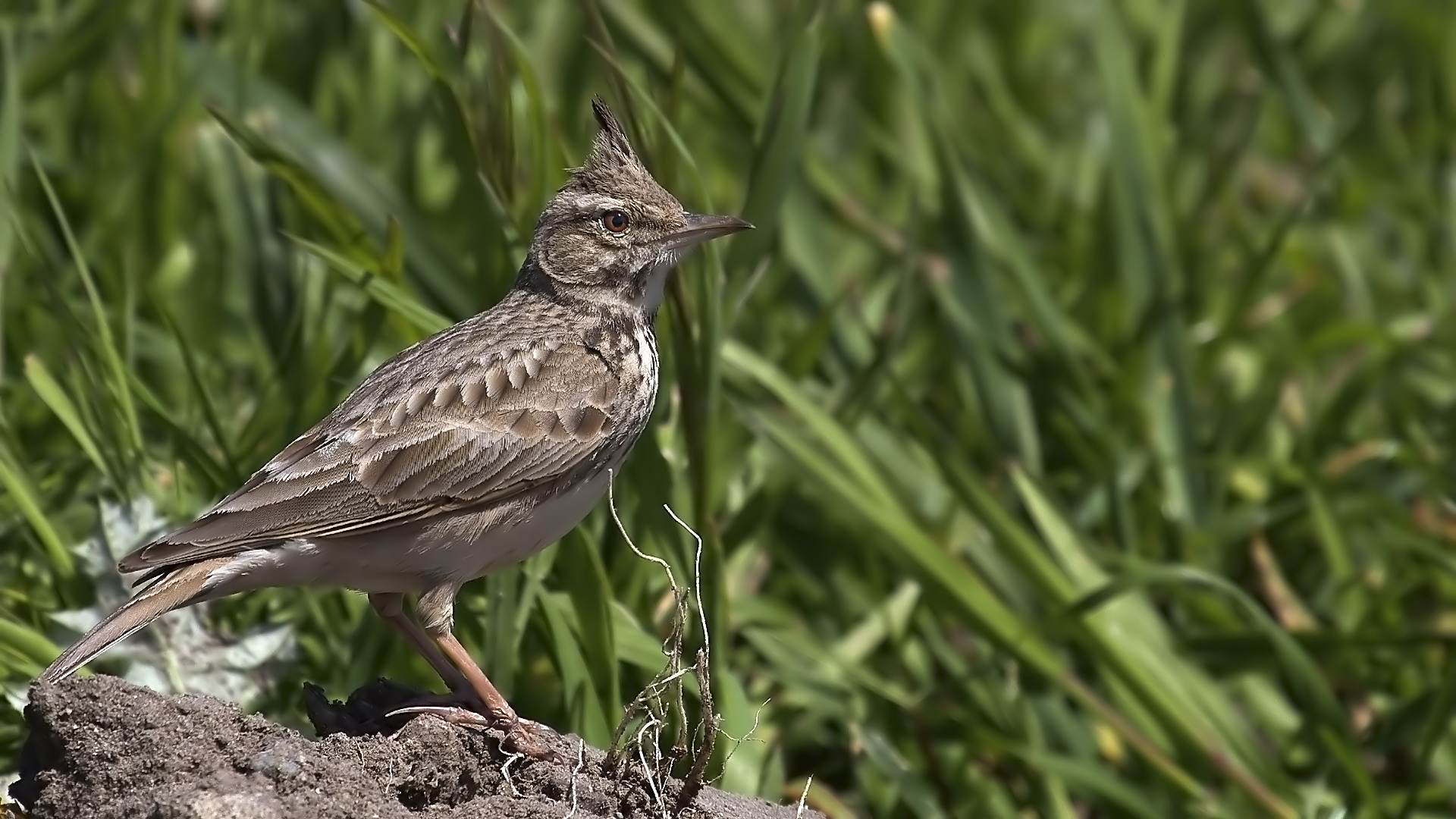 Tepeli toygar » Crested Lark » Galerida cristata