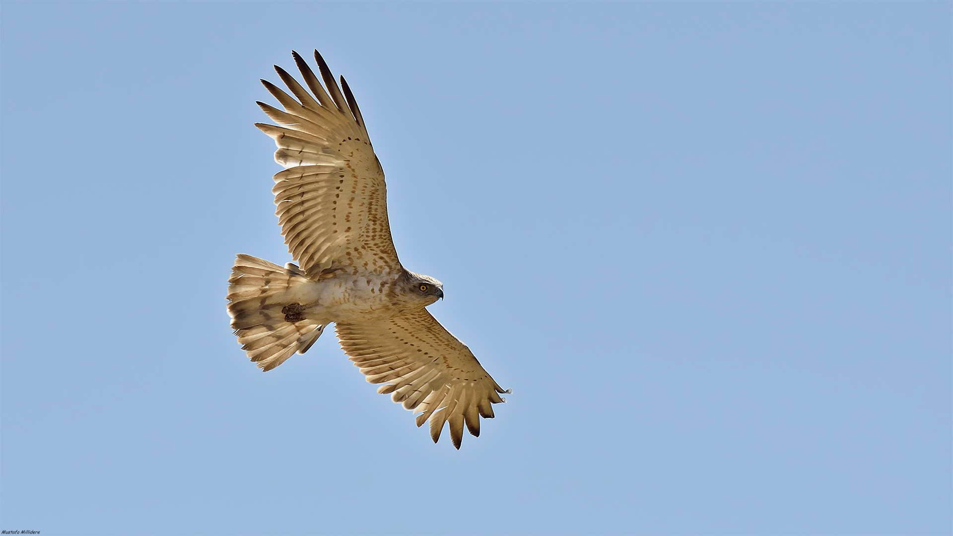 Yılan kartalı » Short-toed Snake Eagle » Circaetus gallicus