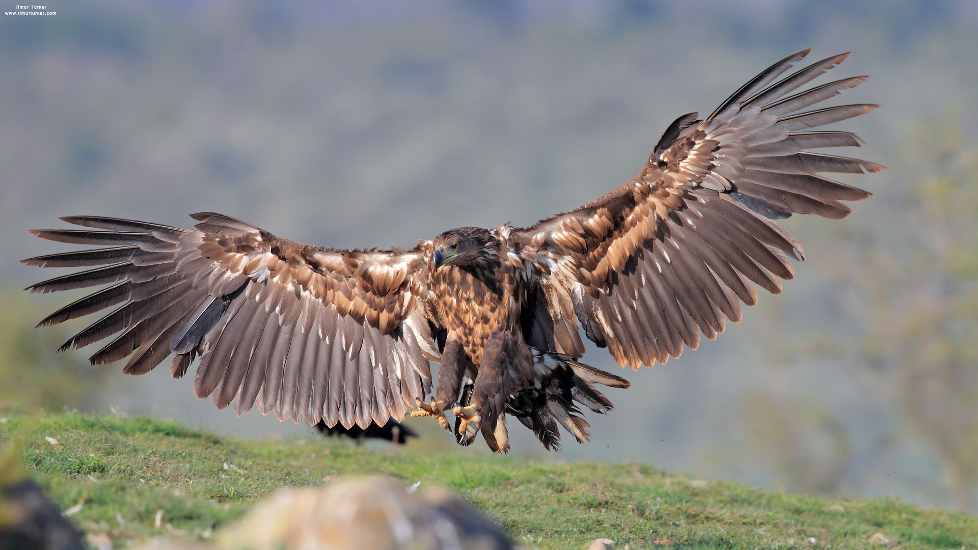 Akkuyruklu kartal » White-tailed Eagle » Haliaeetus albicilla