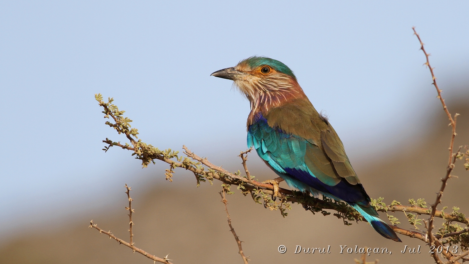 Hint gökkuzgunu » Indian Roller » Coracias benghalensis