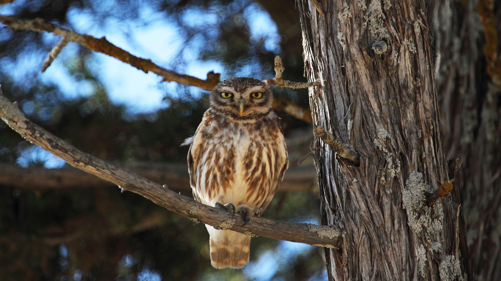 Kukumav » Little Owl » Athene noctua