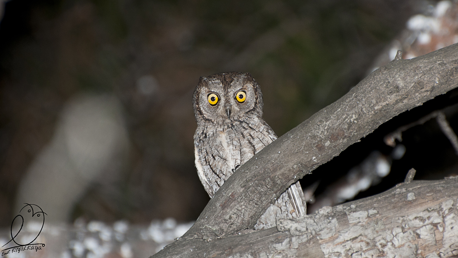 İshakkuşu » Eurasian Scops Owl » Otus scops