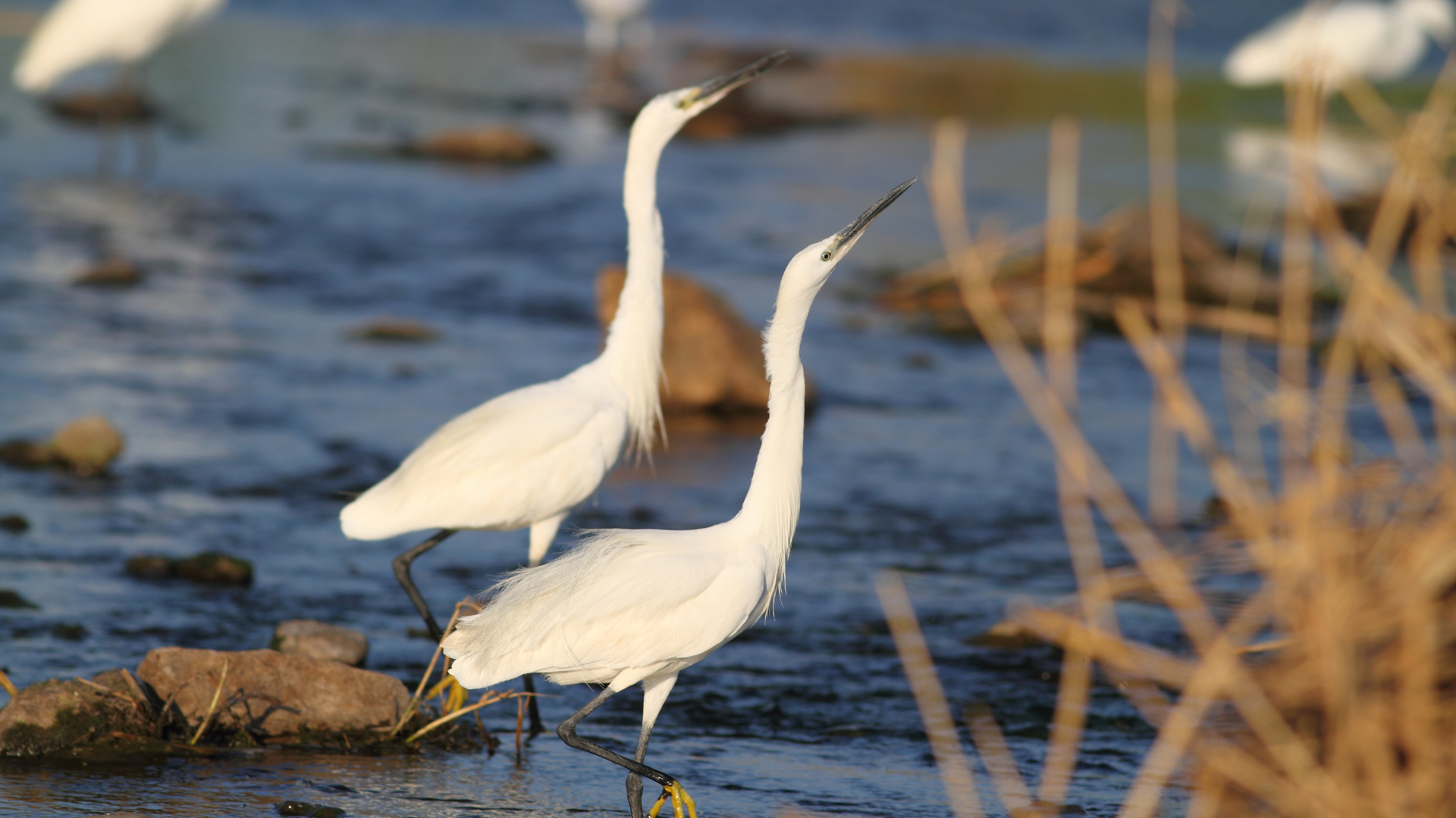 Küçük ak balıkçıl » Little Egret » Egretta garzetta