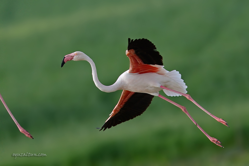 Flamingo