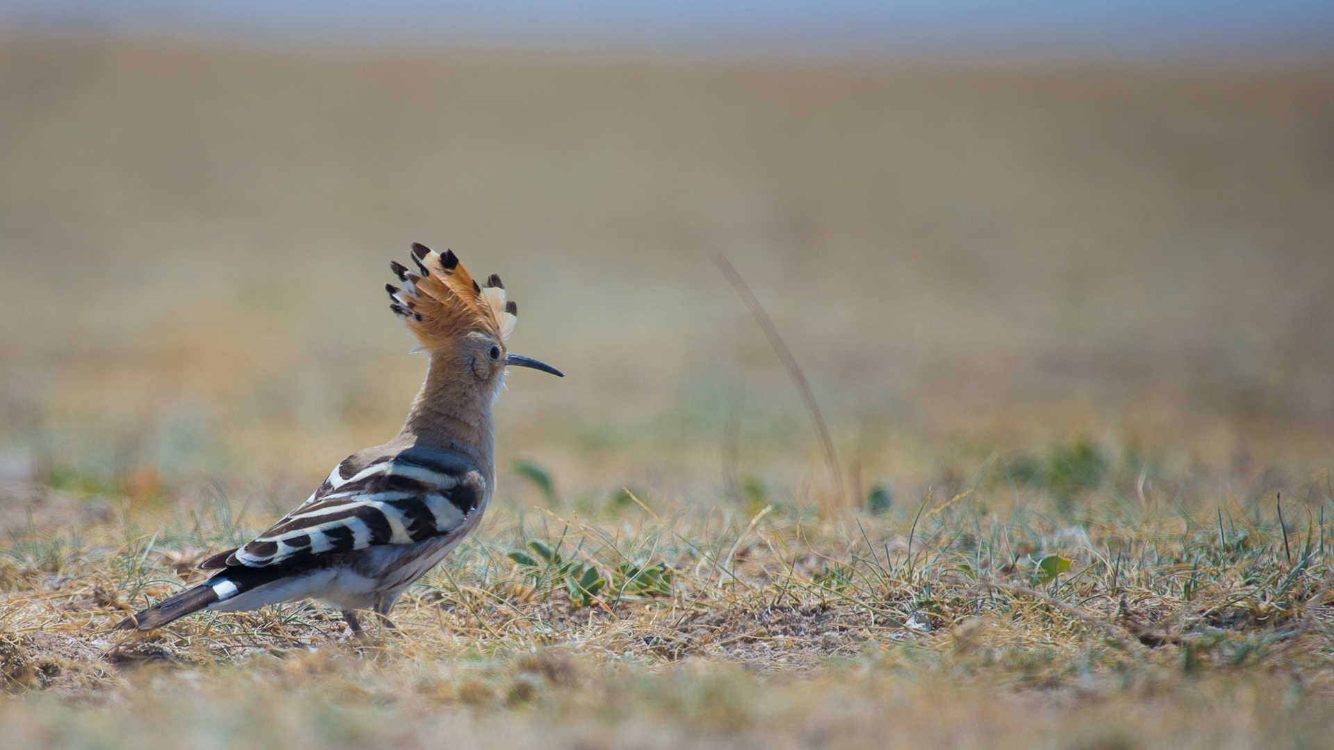 İbibik » Eurasian Hoopoe » Upupa epops