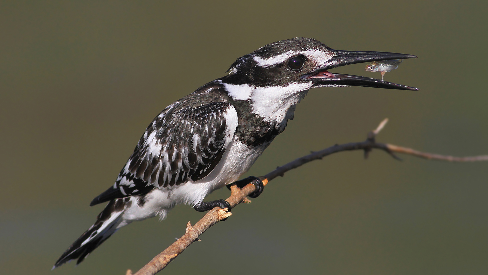 Alaca yalıçapkını » Pied Kingfisher » Ceryle rudis