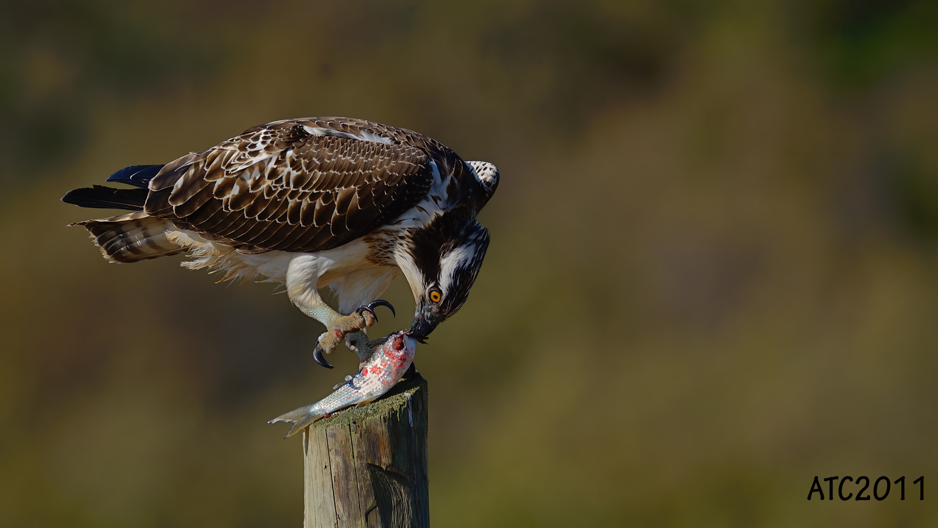 Balık kartalı » Western Osprey » Pandion haliaetus