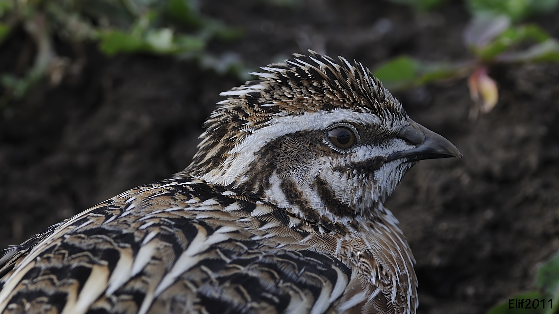 Bıldırcın » Common Quail » Coturnix coturnix