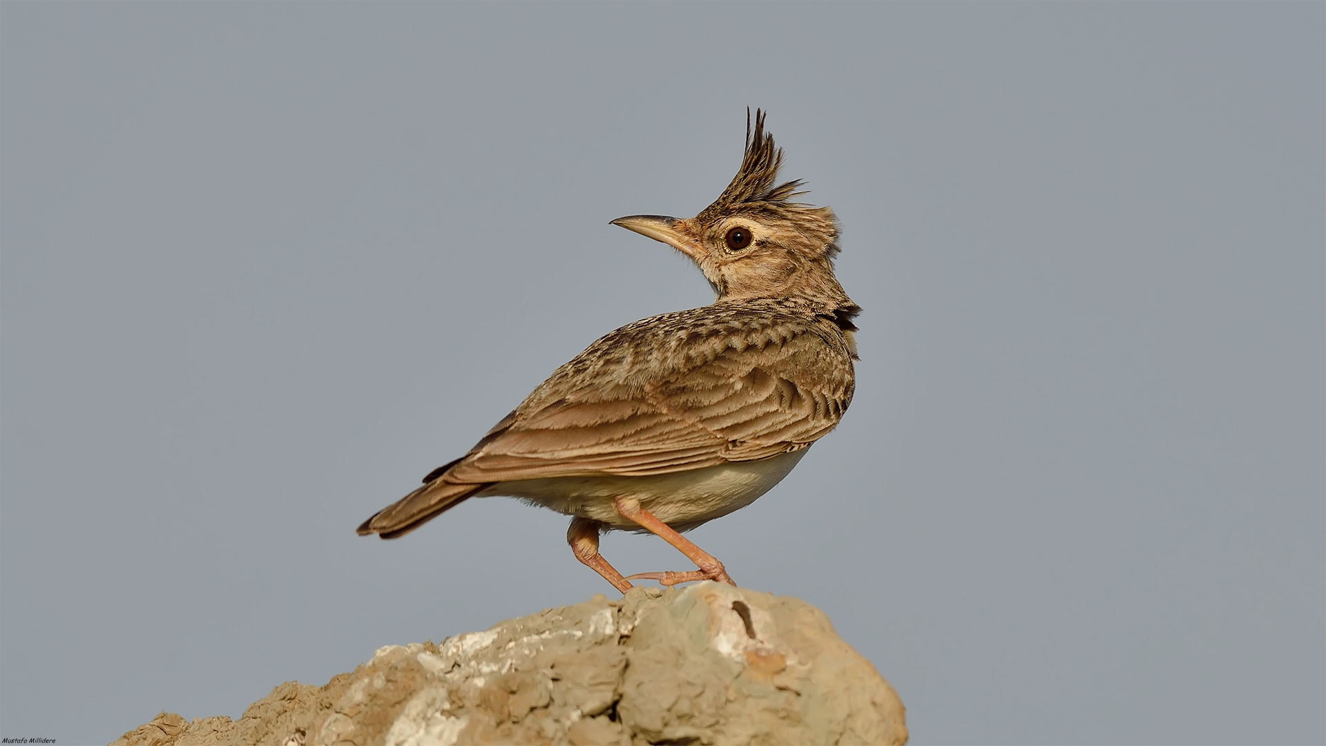 Tepeli toygar » Crested Lark » Galerida cristata