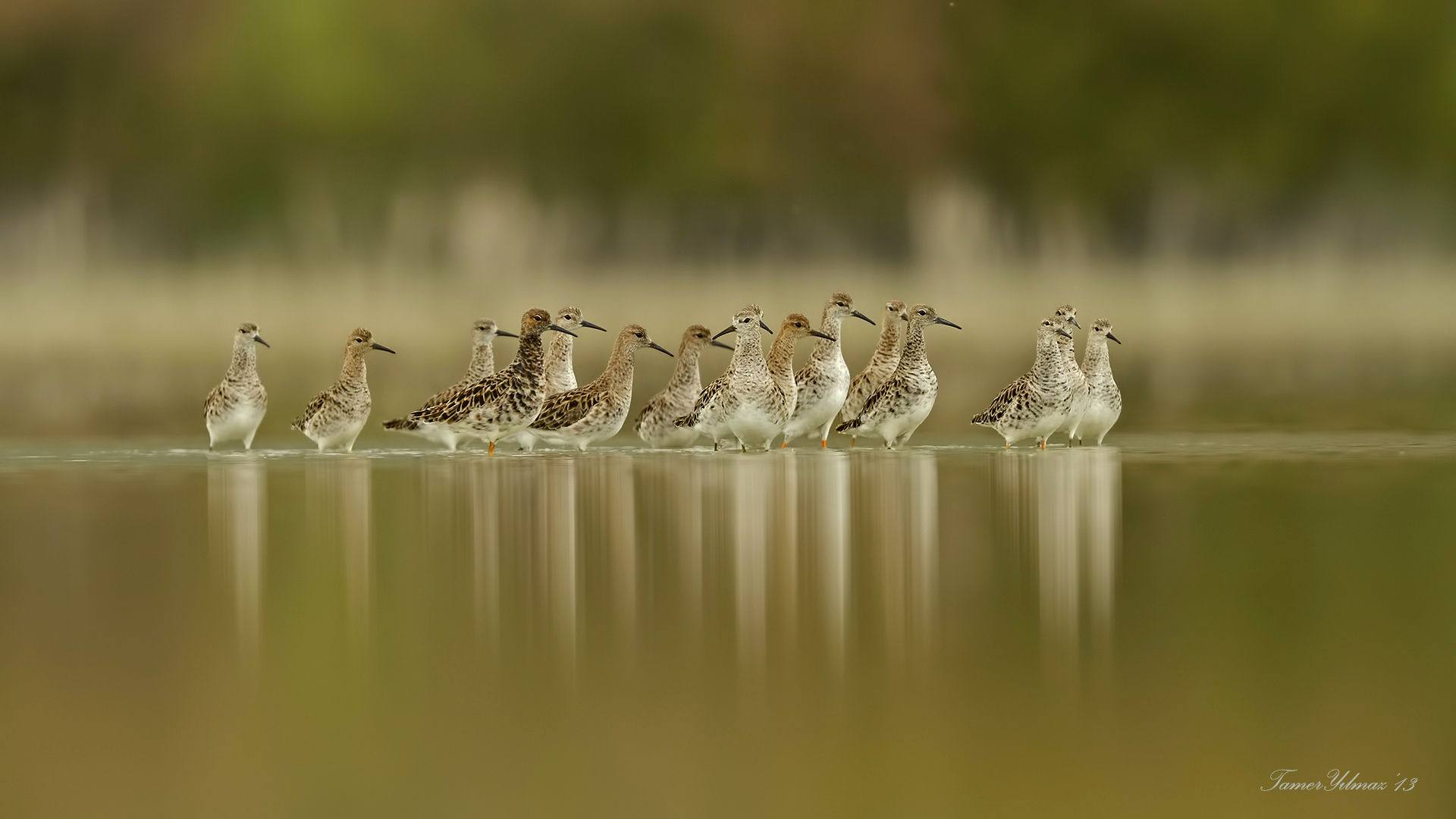 Dövüşkenkuş » Ruff » Calidris pugnax