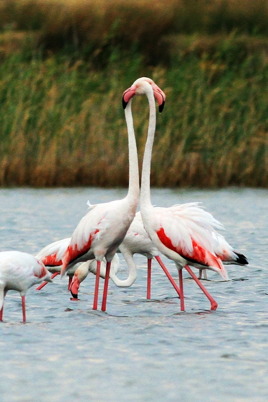 Flamingo