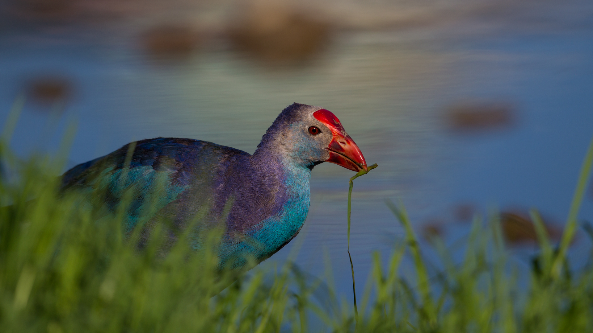 Sazhorozu » Purple Swamphen » Porphyrio porphyrio