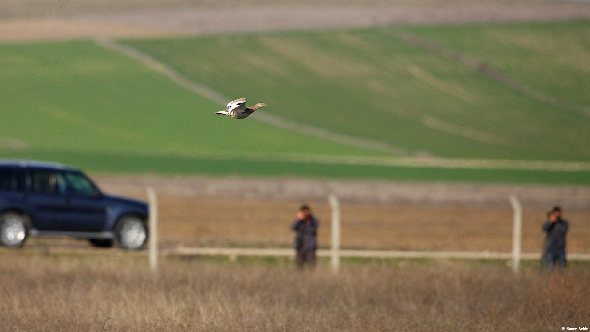 Mezgeldek » Little Bustard » Tetrax tetrax