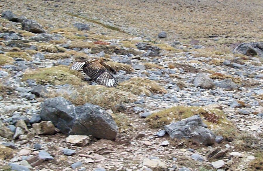 Kızıl şahin