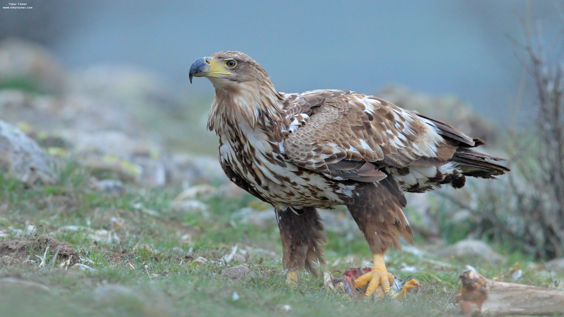 Akkuyruklu kartal » White-tailed Eagle » Haliaeetus albicilla