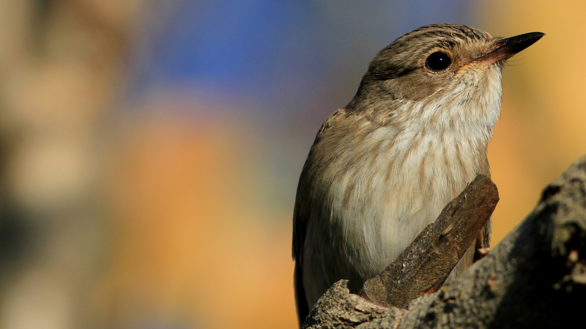 Benekli sinekkapan » Spotted Flycatcher » Muscicapa striata