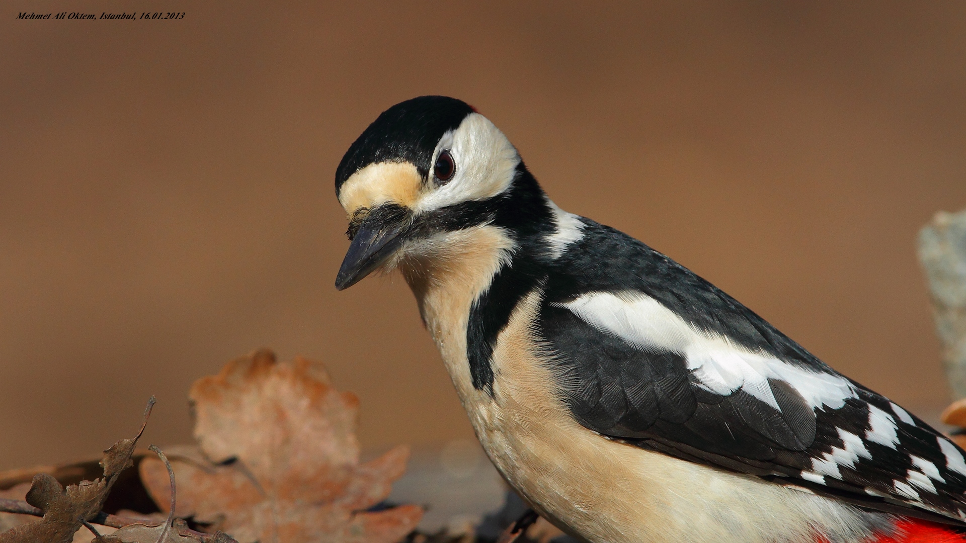 Orman alaca ağaçkakanı » Great Spotted Woodpecker » Dendrocopos major