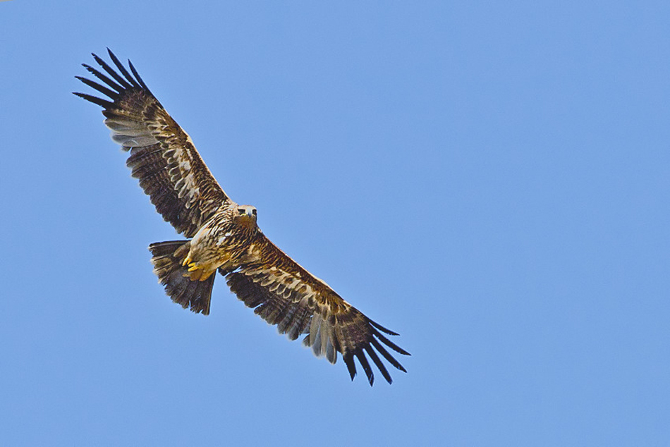 Şah kartal