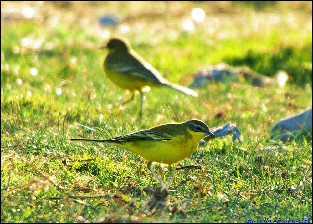 Sarı kuyruksallayan