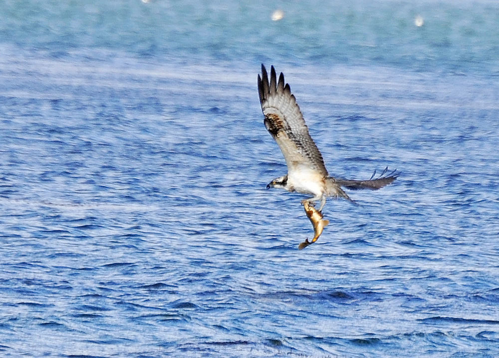 Balık kartalı