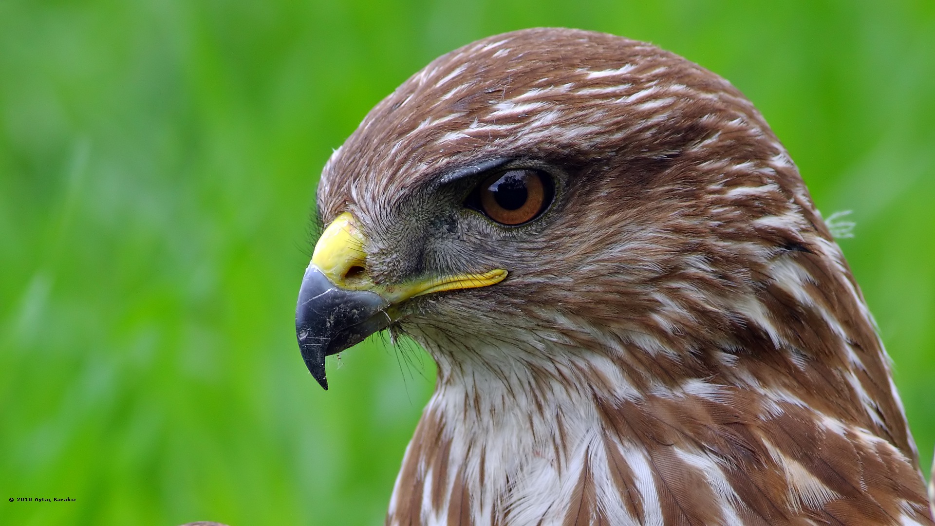 Şahin » Common Buzzard » Buteo buteo