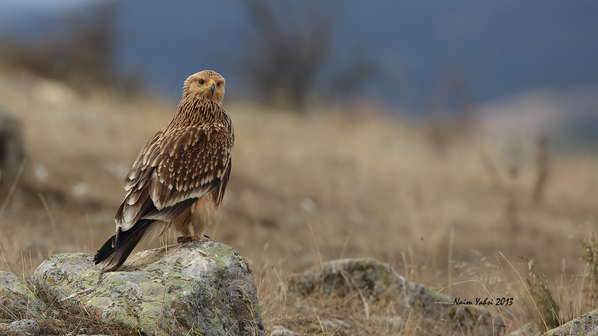 Şah kartal » Eastern Imperial Eagle » Aquila heliaca