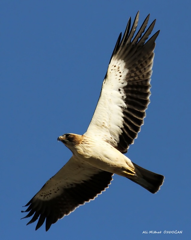 Küçük kartal