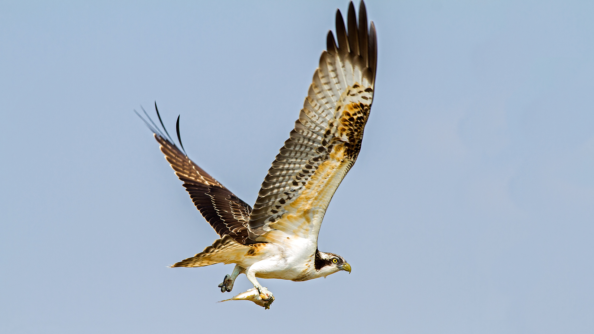 Balık kartalı » Western Osprey » Pandion haliaetus