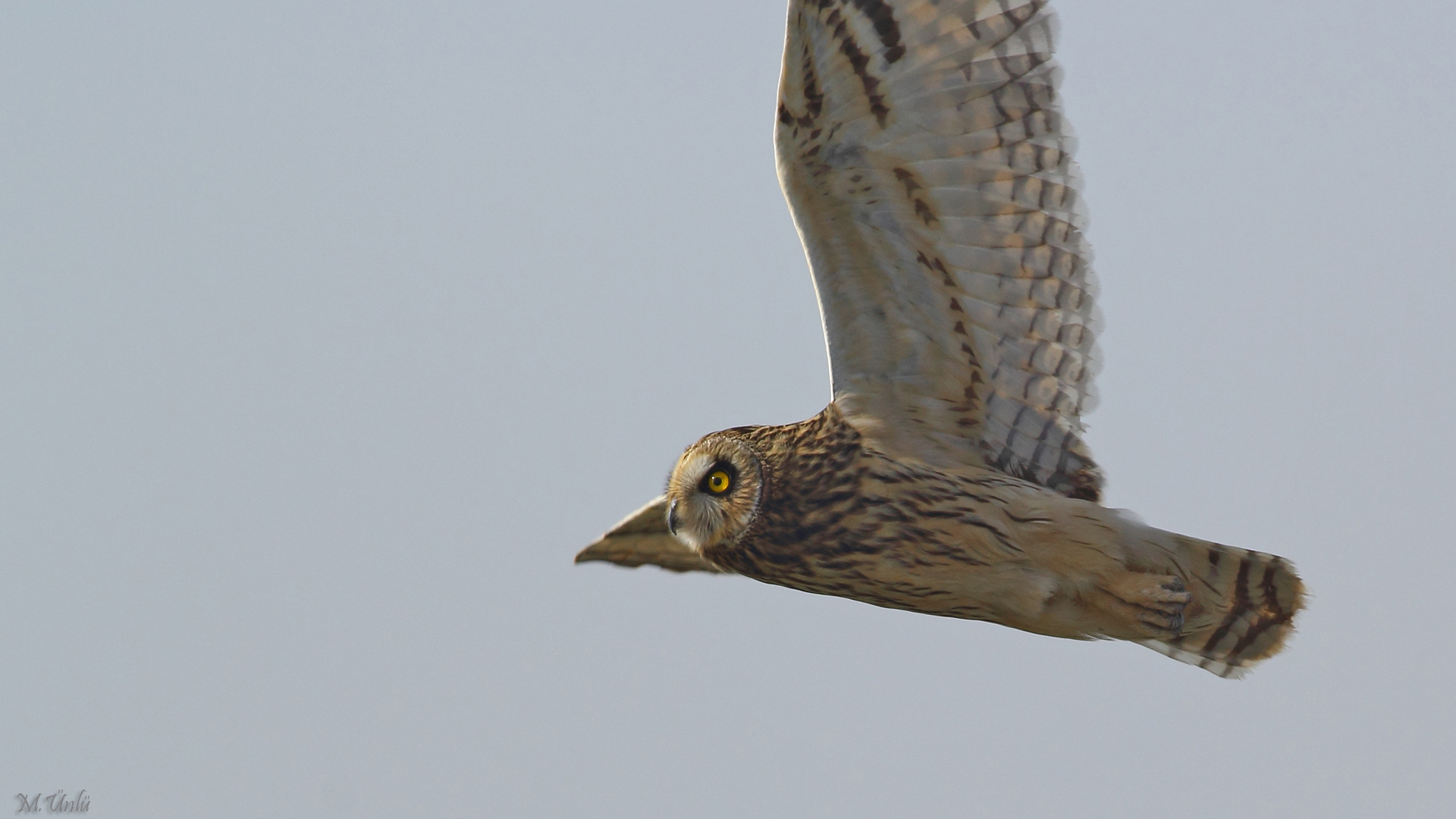 Kır baykuşu » Short-eared Owl » Asio flammeus