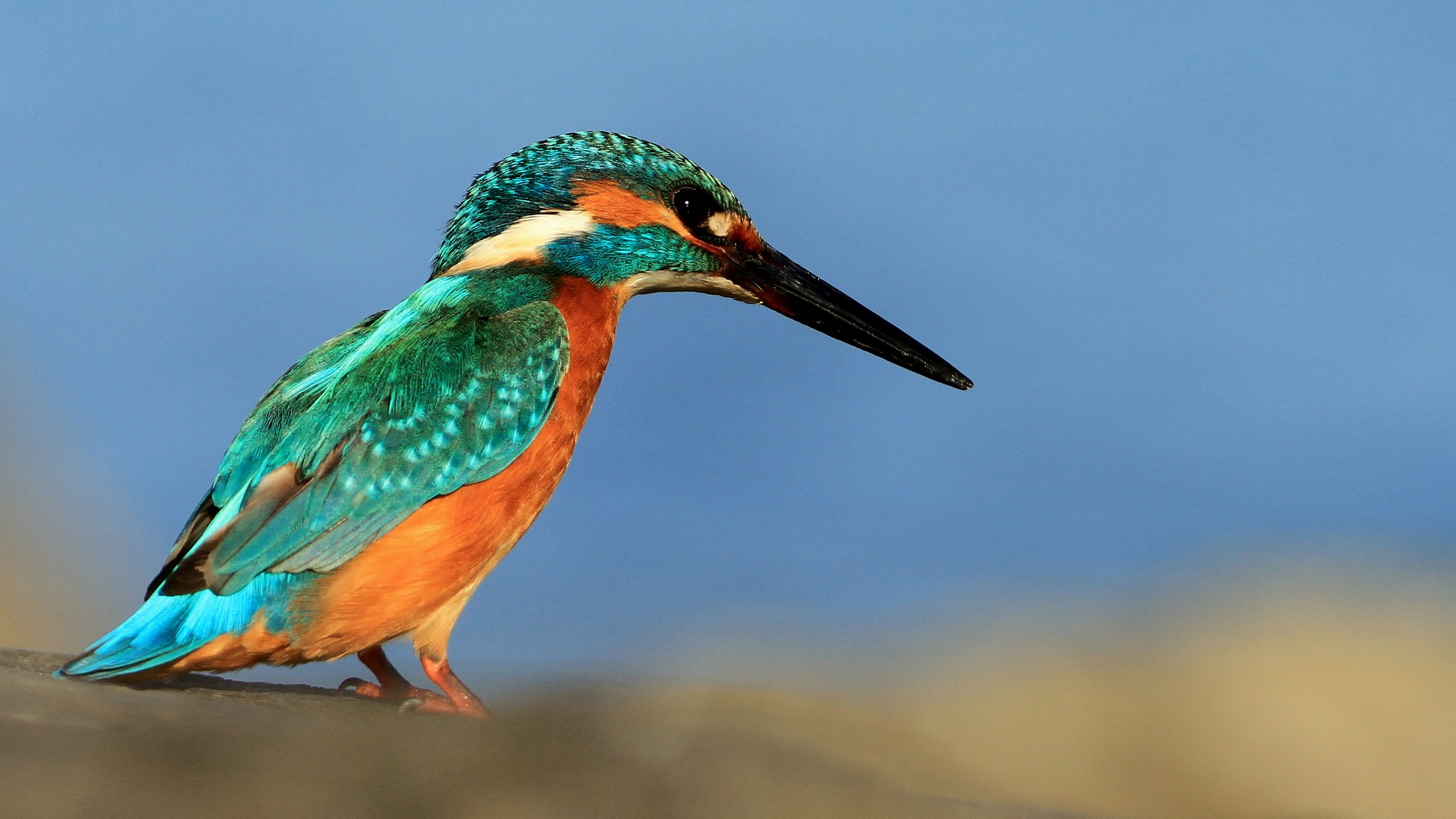 Yalıçapkını » Common Kingfisher » Alcedo atthis