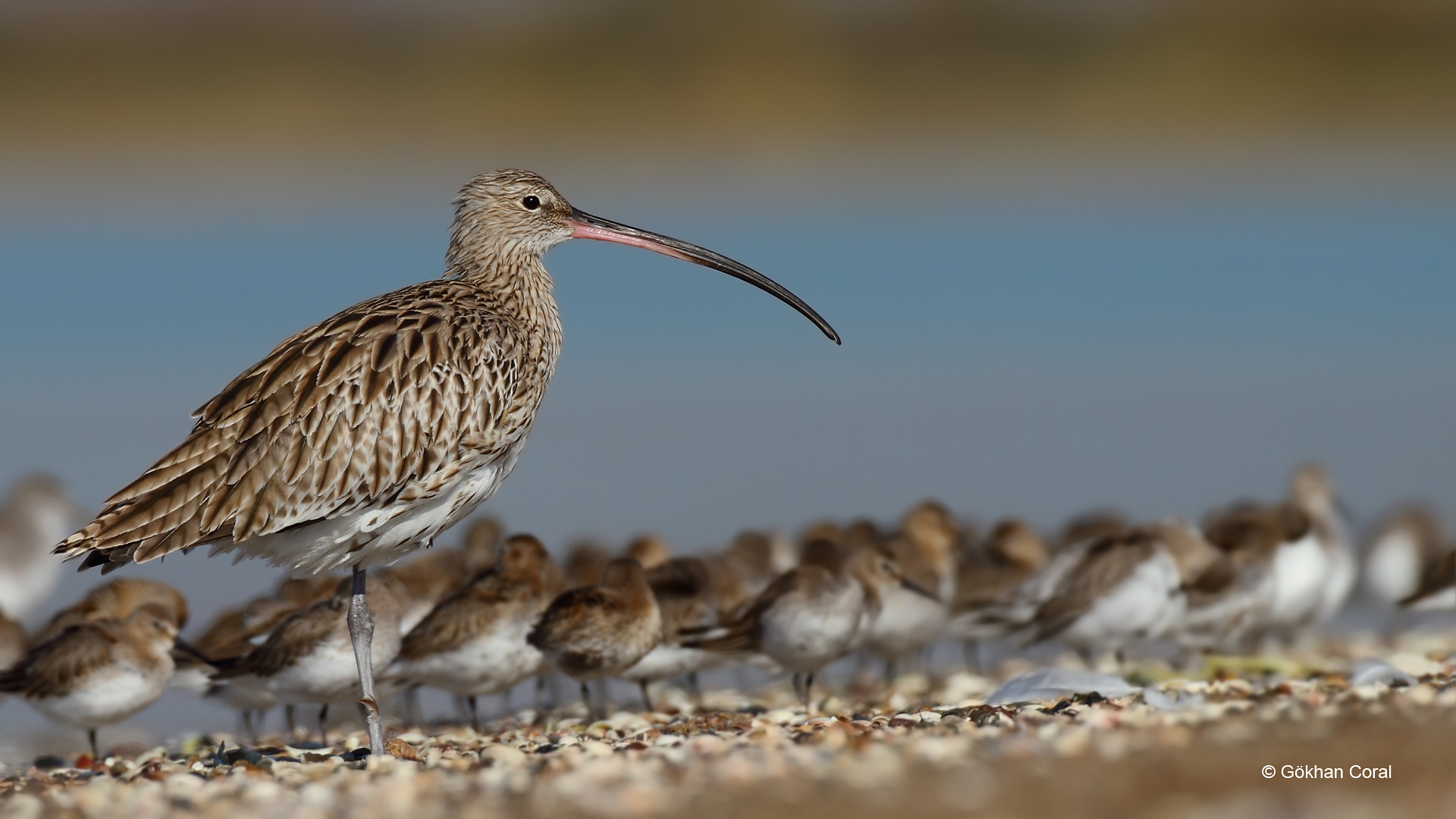 Kervançulluğu » Eurasian Curlew » Numenius arquata