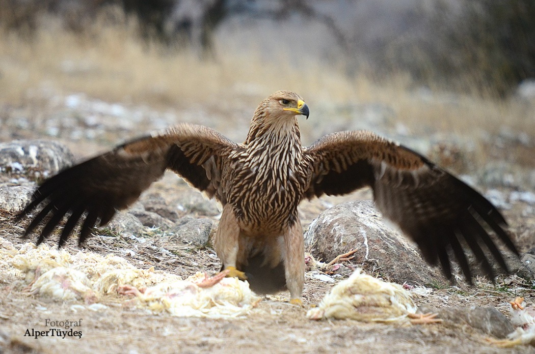 Şah kartal