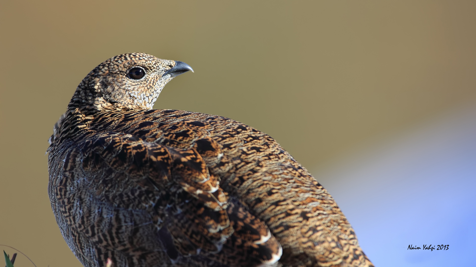 Dağhorozu » Caucasian Grouse » Lyrurus mlokosiewiczi