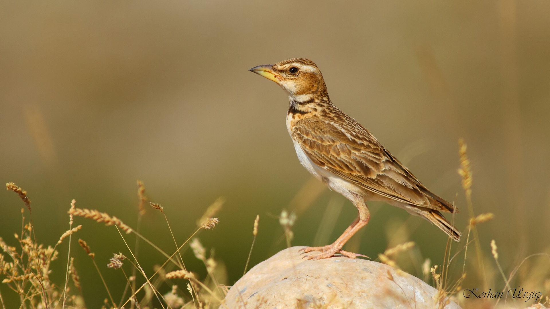 Küçük boğmaklı toygar » Bimaculated Lark » Melanocorypha bimaculata