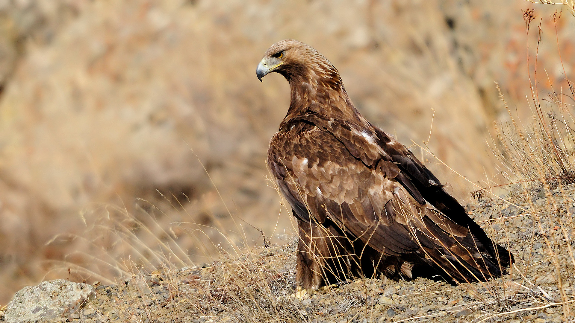 Kaya kartalı » Golden Eagle » Aquila chrysaetos