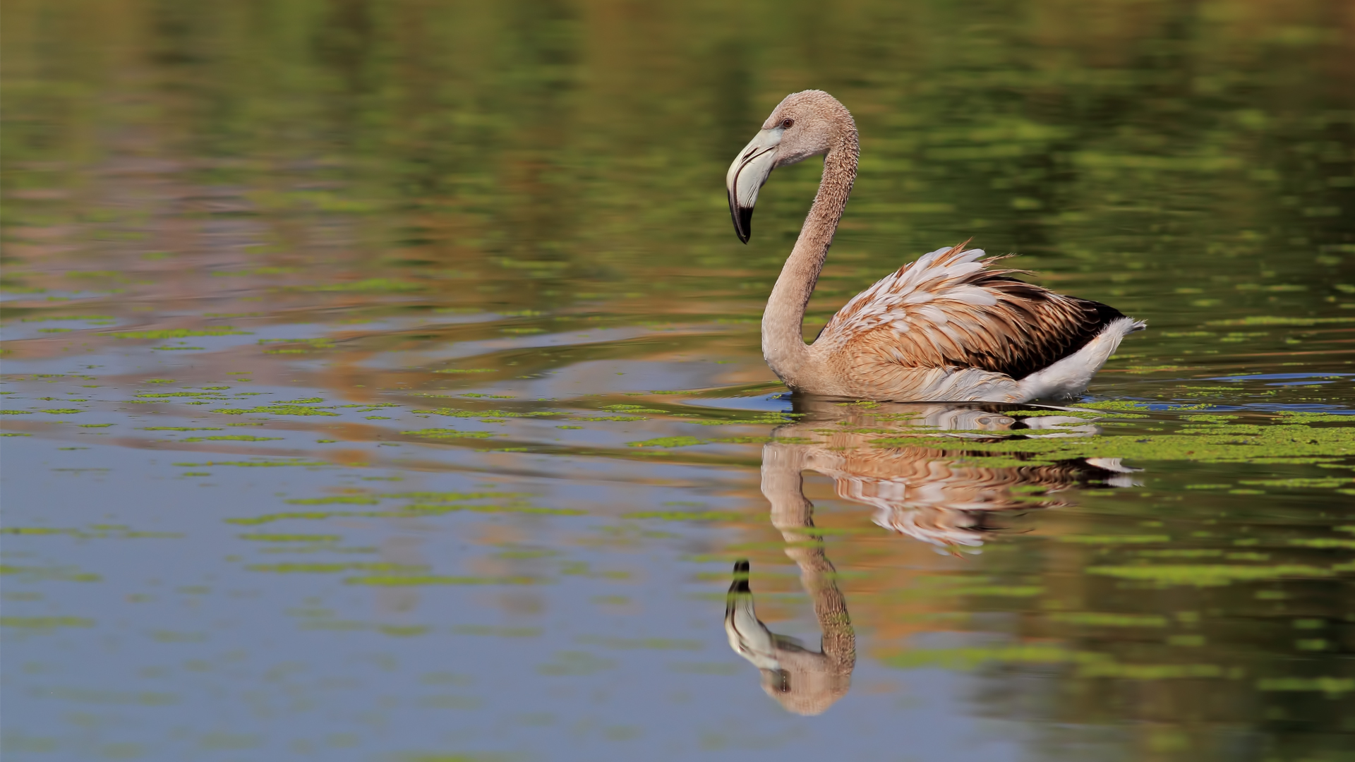 Flamingo