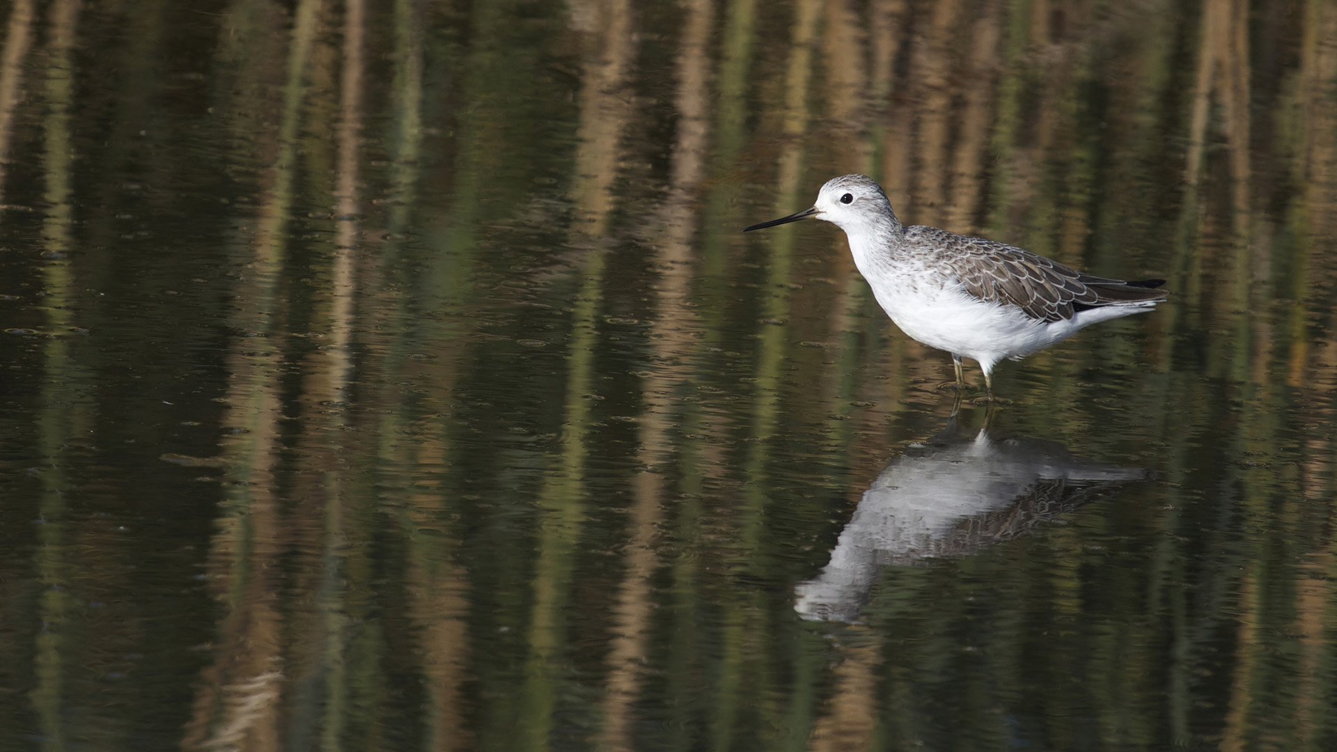 Bataklık düdükçünü » Marsh Sandpiper » Tringa stagnatilis