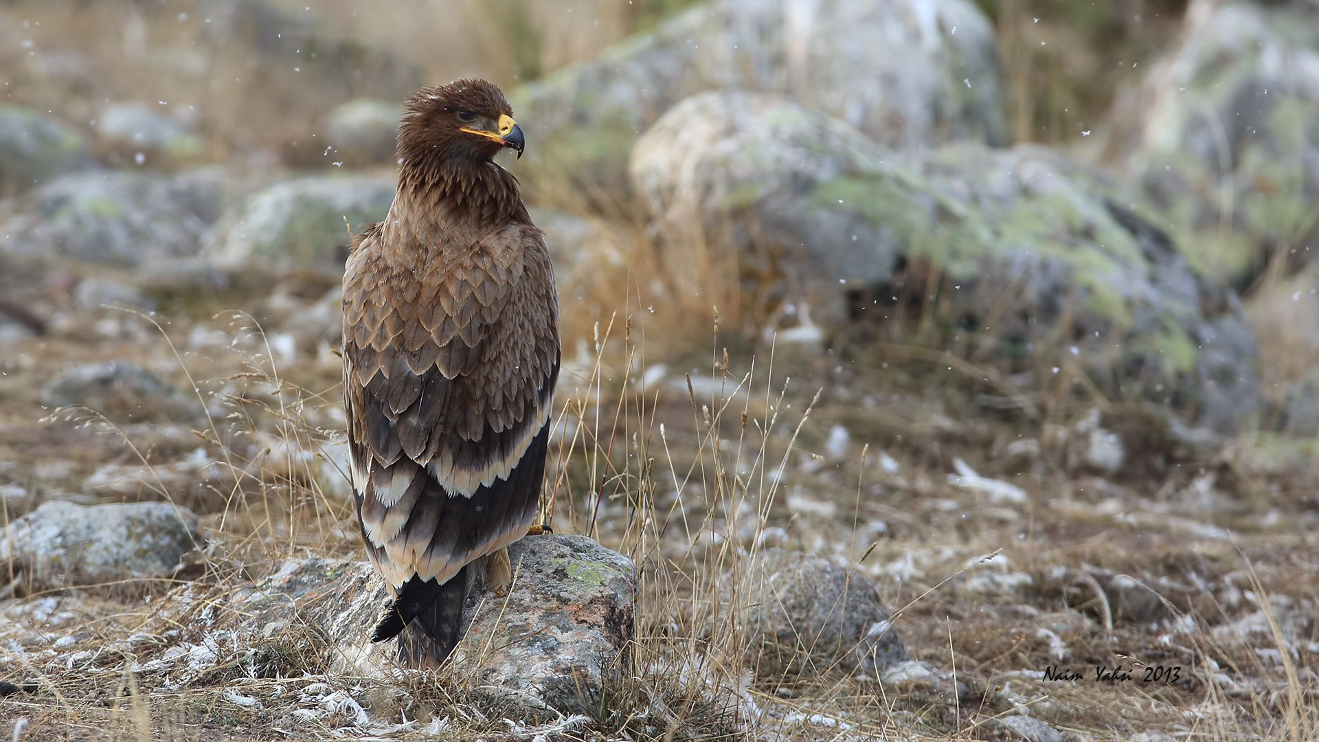 Bozkır kartalı » Steppe Eagle » Aquila nipalensis