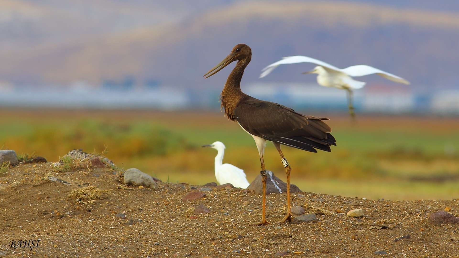 Kara leylek » Black Stork » Ciconia nigra