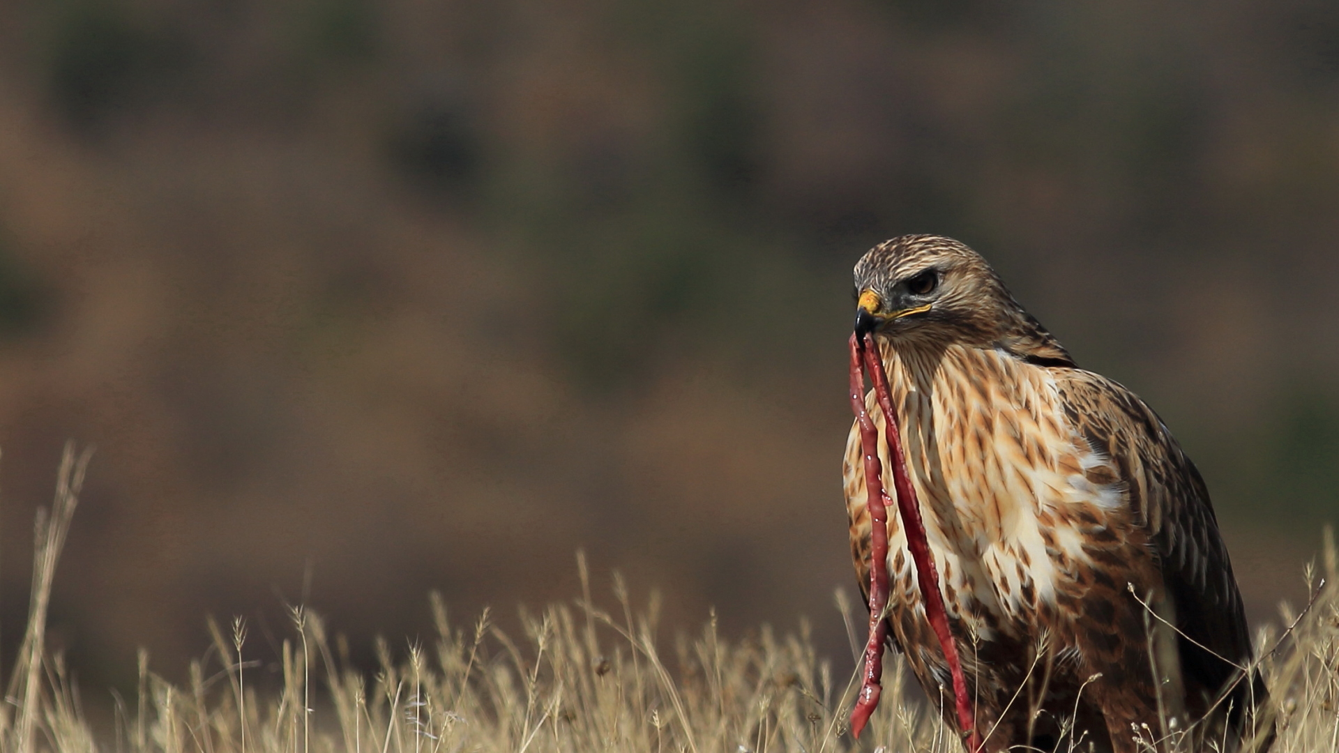 Kızıl şahin » Long-legged Buzzard » Buteo rufinus