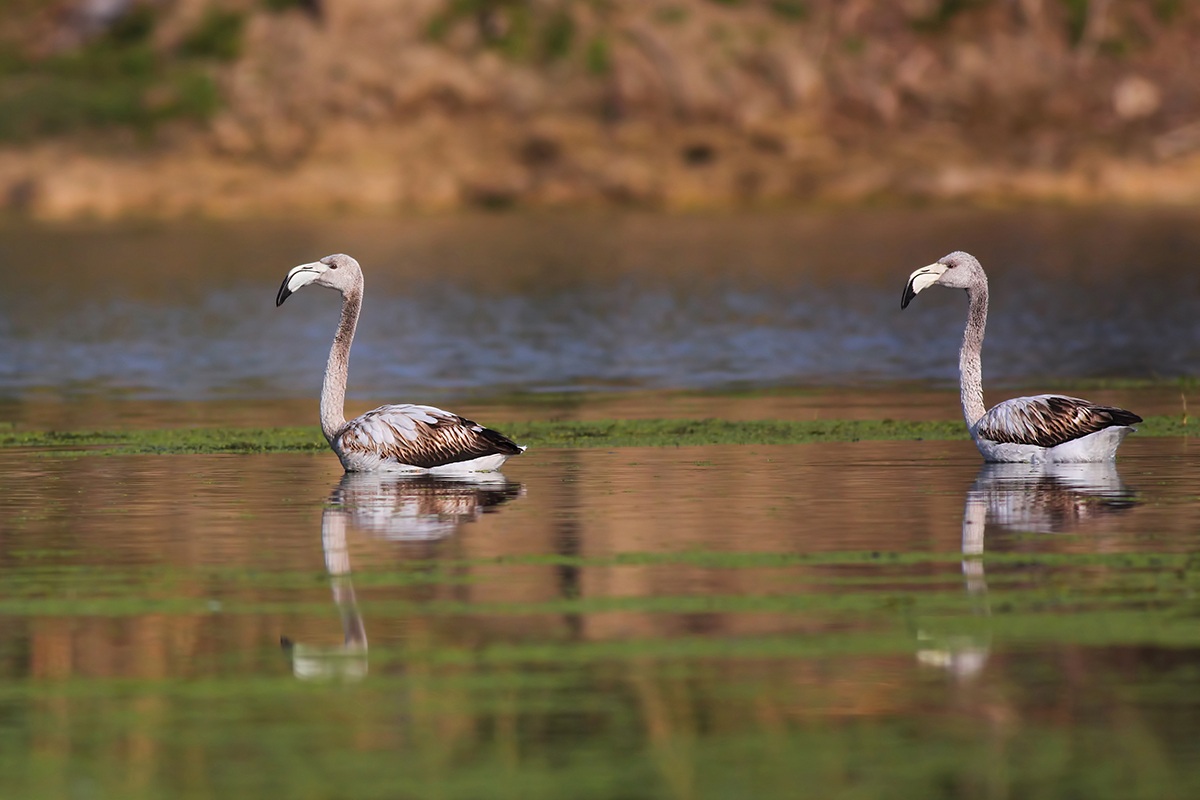 Flamingo