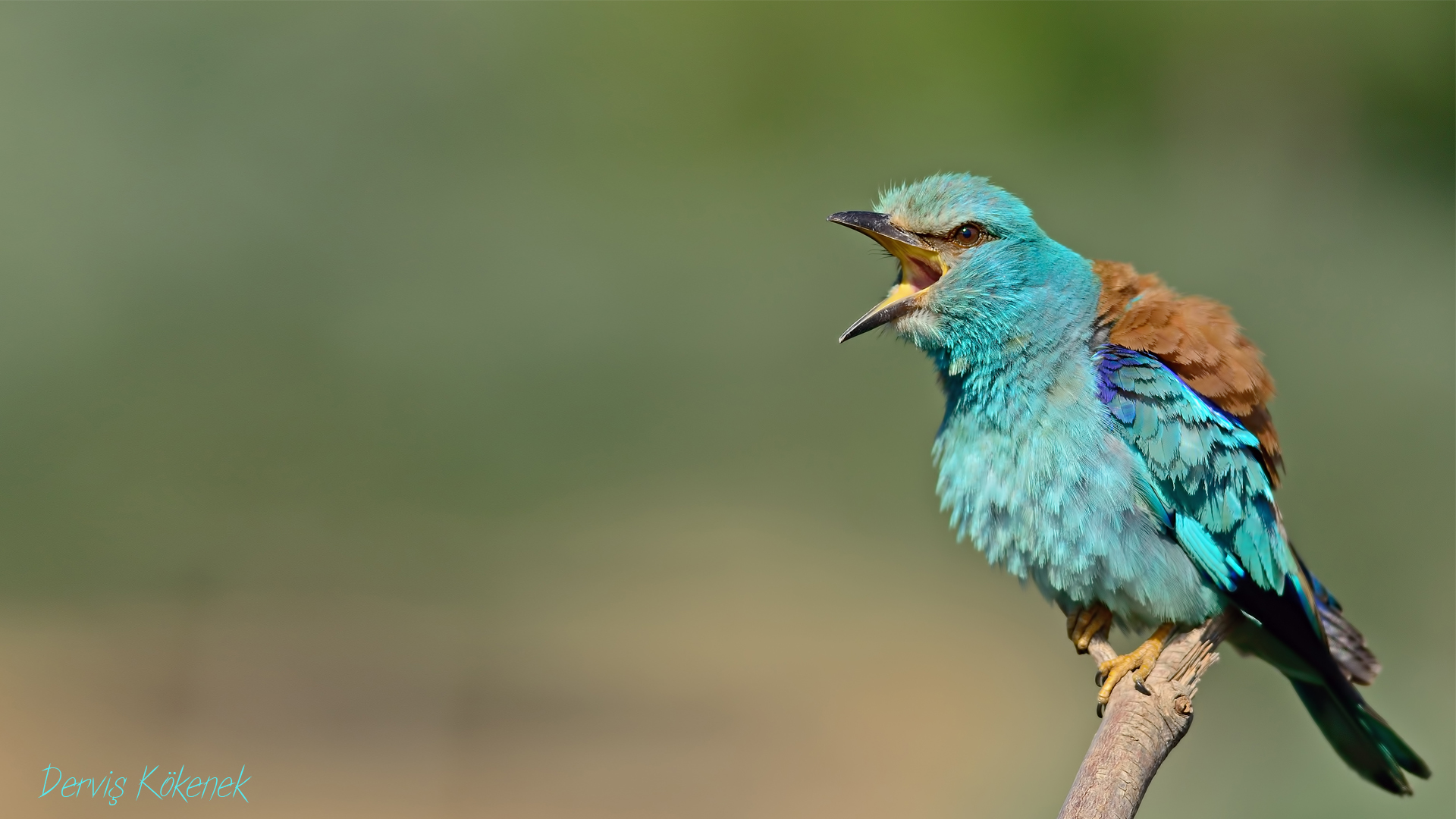 Gökkuzgun » European Roller » Coracias garrulus