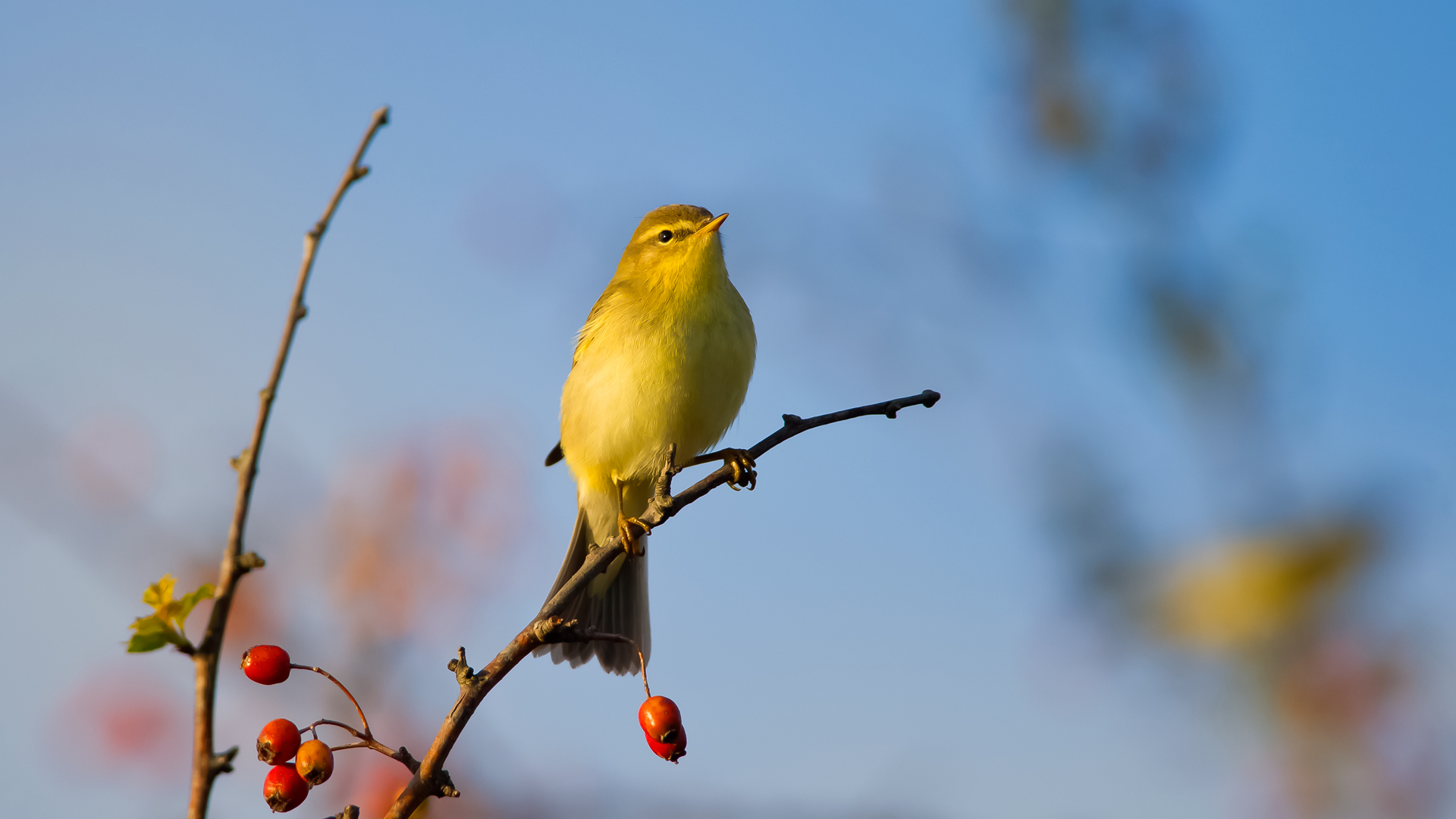 Söğütbülbülü » Willow Warbler » Phylloscopus trochilus