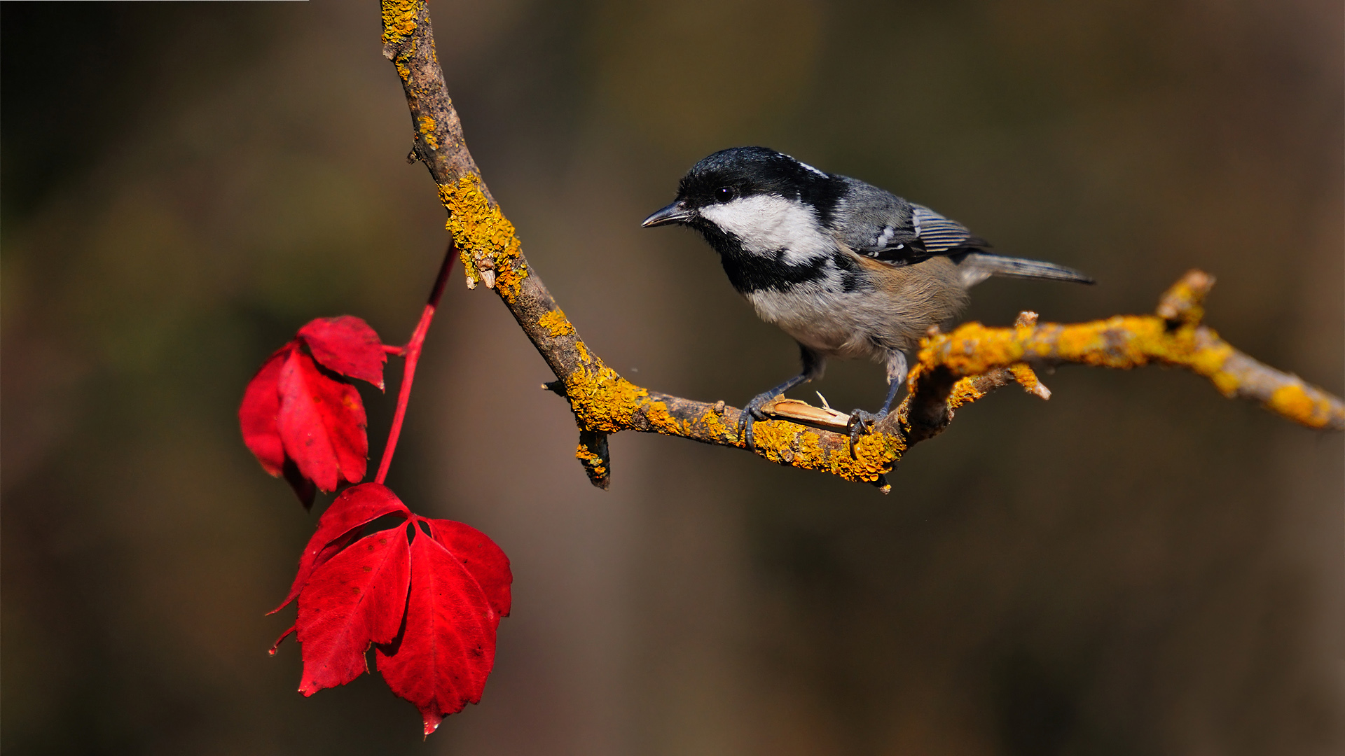 Çam baştankarası » Coal Tit » Periparus ater