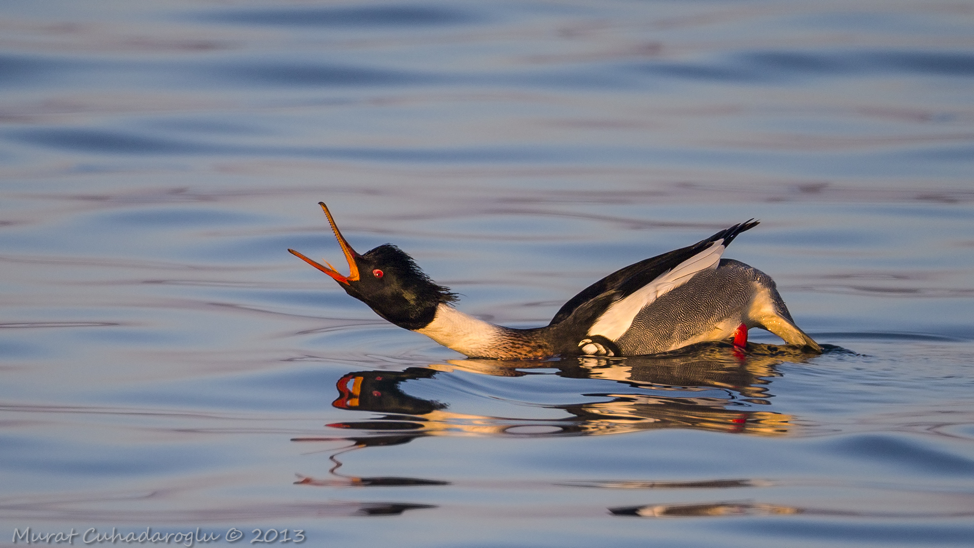 Tarakdiş » Red-breasted Merganser » Mergus serrator