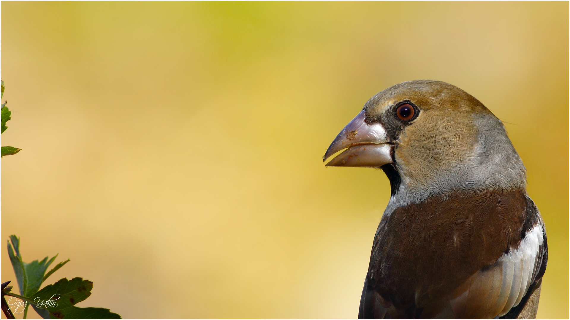 Kocabaş » Hawfinch » Coccothraustes coccothraustes