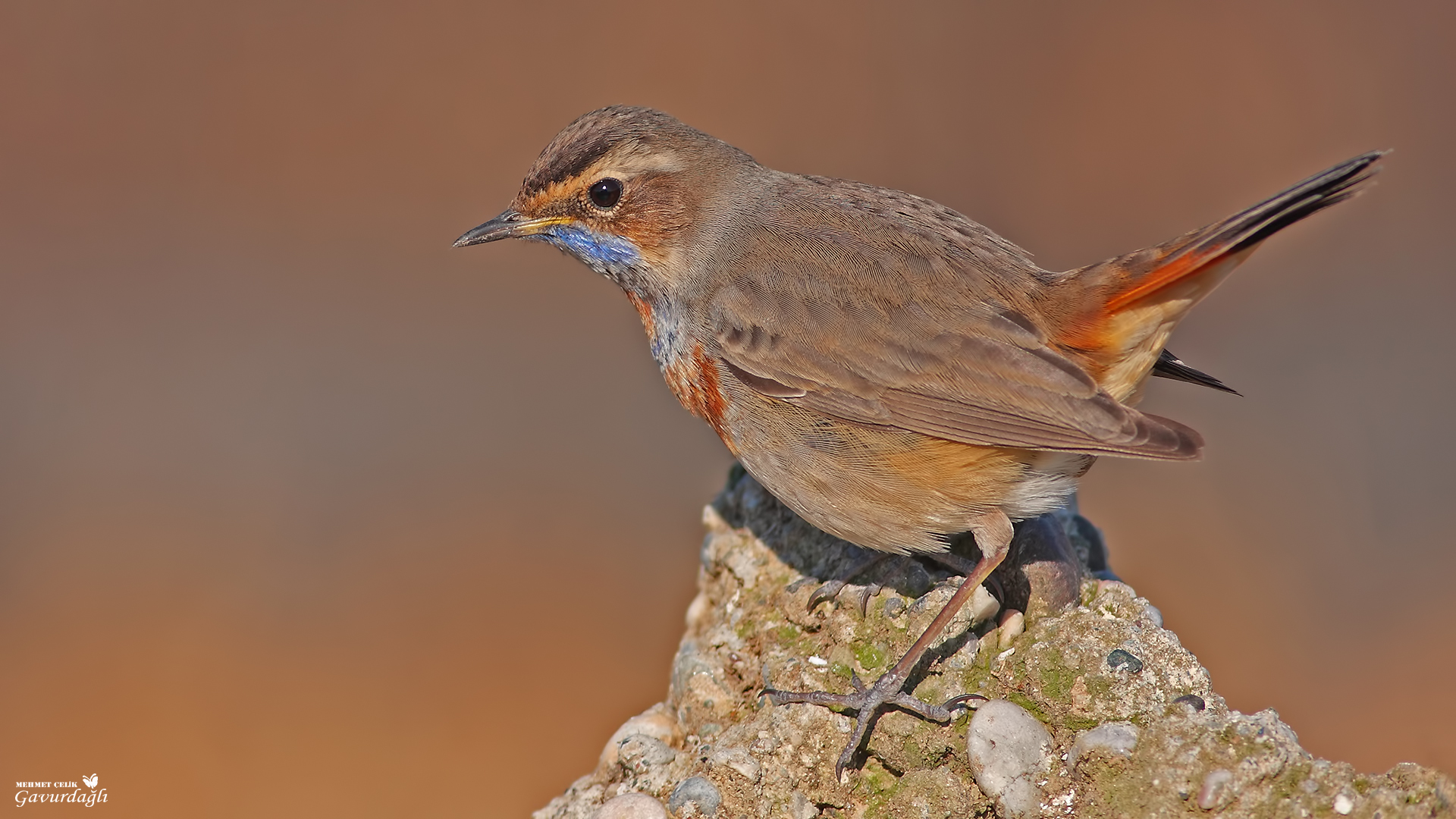 Mavigerdan » Bluethroat » Luscinia svecica